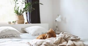 Coronavirus in cats