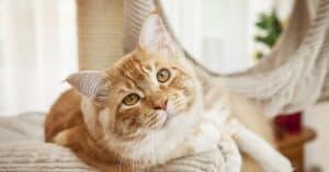 The Best Cat Tree for Large Cats