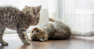 best kitten food