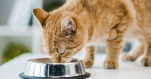 best wet cat food