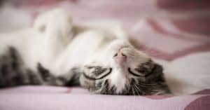 cat behavior