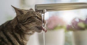 cat water fountain