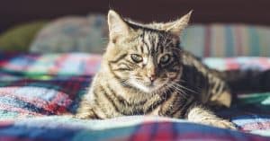 fiv in cats