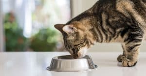 Nulo cat food
