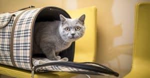 best cat carrier
