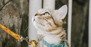 best cat harness