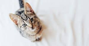 dust free cat litter