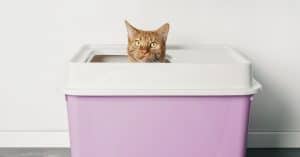 top entry litter box
