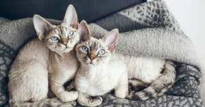hypoallergenic cat