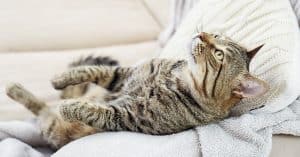 sensitive stomach cat food