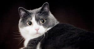 Low Carb Cat Food
