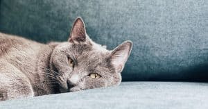 Soft Dry Cat Food