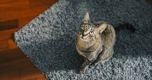 automatic cat feeder