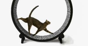 cat exercise wheel