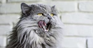 high calorie cat food