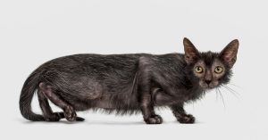 lykoi cat