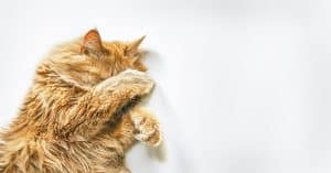 what food is best for cats with ibd