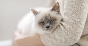 Why do cats purr?