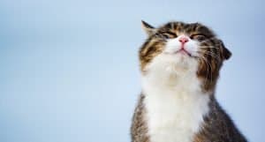 Weruva cat food reviews