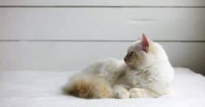 best cat litter box
