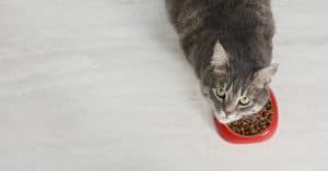 low carb dry cat food