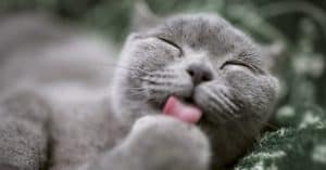 high protein cat food