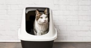 hypoallergenic cat litter