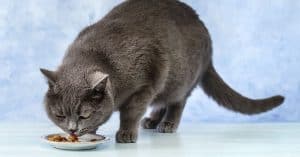 semi moist cat food
