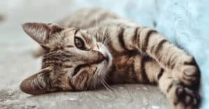 soulistic cat food