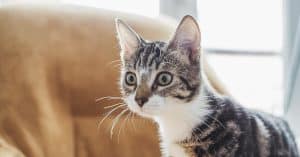 Abound Cat Food