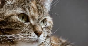 applaws cat food