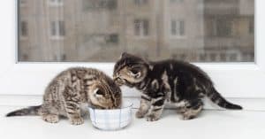 Can adult cats eat kitten food