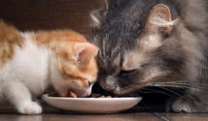 blue buffalo cat food reviews
