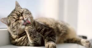 blue buffalo cat food reviews