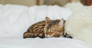 orijen cat food