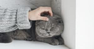wholehearted cat food