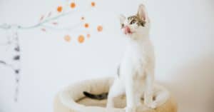 Wellness CORE cat food