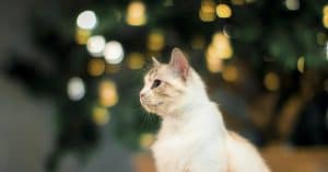 cat christmas