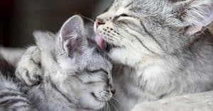 i and love and you cat food