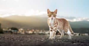 taste of the wild cat food
