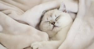 grain free kitten food