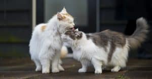 Why do cats lick each other?