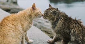 How to introduce cats