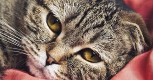 RAWZ cat food