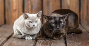 warning signs when introducing cats