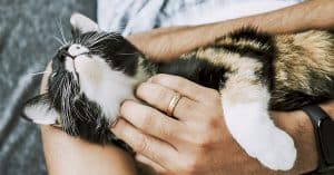 wet vs dry cat food