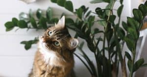 what smells do cats hate