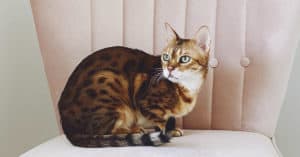 cat food ingredients to avoid