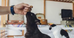human grade cat food