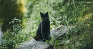 tiki cat food